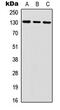 Interleukin 6 Signal Transducer antibody, abx133007, Abbexa, Western Blot image 