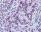 Sirtuin 4 antibody, PA5-68562, Invitrogen Antibodies, Immunohistochemistry frozen image 