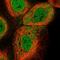 Tripartite Motif Containing 26 antibody, HPA050456, Atlas Antibodies, Immunofluorescence image 