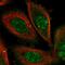 O-Sialoglycoprotein Endopeptidase antibody, HPA039751, Atlas Antibodies, Immunofluorescence image 