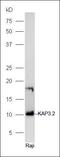 Keratin Associated Protein 3-2 antibody, orb184596, Biorbyt, Western Blot image 