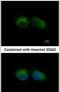 Intraflagellar Transport 57 antibody, PA5-29235, Invitrogen Antibodies, Immunofluorescence image 