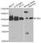 FMR1 Autosomal Homolog 2 antibody, A14092, ABclonal Technology, Western Blot image 