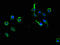 Adhesion Regulating Molecule 1 antibody, LS-C498322, Lifespan Biosciences, Immunofluorescence image 