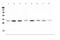 Ribosomal Protein S3 antibody, A01542-2, Boster Biological Technology, Western Blot image 