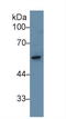 TNF Receptor Associated Factor 3 antibody, LS-C292649, Lifespan Biosciences, Western Blot image 