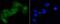 Eukaryotic Translation Initiation Factor 2A antibody, NBP2-67353, Novus Biologicals, Immunofluorescence image 