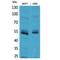 Leukocyte Immunoglobulin Like Receptor A2 antibody, LS-C387008, Lifespan Biosciences, Western Blot image 