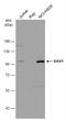 Vav Guanine Nucleotide Exchange Factor 1 antibody, NBP1-31426, Novus Biologicals, Western Blot image 