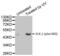 ETS Transcription Factor ELK1 antibody, AHP2599, Bio-Rad (formerly AbD Serotec) , Western Blot image 