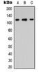 Integrin Subunit Alpha 8 antibody, abx121633, Abbexa, Western Blot image 