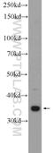 THAP Domain Containing 10 antibody, 21897-1-AP, Proteintech Group, Western Blot image 