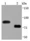 CD19 antibody, NBP2-67228, Novus Biologicals, Western Blot image 