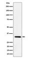 Interleukin 33 antibody, M00113-2, Boster Biological Technology, Western Blot image 