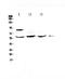 Heat Shock Transcription Factor 2 antibody, A04692, Boster Biological Technology, Western Blot image 