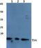 Thioredoxin antibody, GTX66767, GeneTex, Western Blot image 