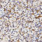 Carbonic Anhydrase 4 antibody, LS-C332216, Lifespan Biosciences, Immunohistochemistry frozen image 