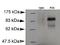 PR/SET Domain 1 antibody, MA1-16874, Invitrogen Antibodies, Western Blot image 