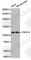 Phosphatidylinositol-4,5-Bisphosphate 3-Kinase Catalytic Subunit Alpha antibody, A2460, ABclonal Technology, Western Blot image 