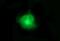 FA2H antibody, NBP2-45564, Novus Biologicals, Immunofluorescence image 