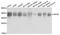 Eukaryotic Translation Initiation Factor 3 Subunit M antibody, A4426, ABclonal Technology, Western Blot image 