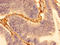 WD Repeat And FYVE Domain Containing 3 antibody, LS-C672676, Lifespan Biosciences, Immunohistochemistry paraffin image 