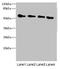 Thyrotropin Releasing Hormone Degrading Enzyme antibody, LS-C676634, Lifespan Biosciences, Western Blot image 