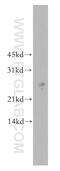 Proline Rich Nuclear Receptor Coactivator 2 antibody, 51050-1-AP, Proteintech Group, Western Blot image 
