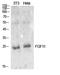Fibroblast Growth Factor 11 antibody, A13819, Boster Biological Technology, Western Blot image 