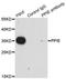 Peptidylprolyl Isomerase E antibody, LS-C349020, Lifespan Biosciences, Immunoprecipitation image 