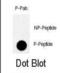 TANK Binding Kinase 1 antibody, abx032056, Abbexa, Western Blot image 