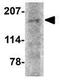 Autophagy And Beclin 1 Regulator 1 antibody, GTX17004, GeneTex, Western Blot image 