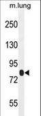 Tetratricopeptide Repeat Domain 30B antibody, LS-C160298, Lifespan Biosciences, Western Blot image 