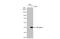 Transforming Growth Factor Beta 3 antibody, GTX129091, GeneTex, Western Blot image 