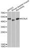 Potassium Voltage-Gated Channel Subfamily J Member 4 antibody, A14010, ABclonal Technology, Western Blot image 