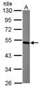 MDIG antibody, NBP2-17293, Novus Biologicals, Western Blot image 