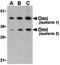 HtrA Serine Peptidase 2 antibody, PA5-20010, Invitrogen Antibodies, Western Blot image 