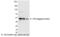 HA tag antibody, NB600-363, Novus Biologicals, Western Blot image 