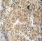 Asparaginyl-TRNA Synthetase antibody, LS-C164748, Lifespan Biosciences, Immunohistochemistry frozen image 