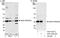 AKT1 Substrate 1 antibody, A301-201A, Bethyl Labs, Western Blot image 