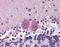 Histone Deacetylase 3 antibody, orb89252, Biorbyt, Immunohistochemistry paraffin image 