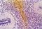 GFAP antibody, BM4069S, Origene, Immunohistochemistry frozen image 
