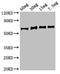 Enolase antibody, orb51390, Biorbyt, Western Blot image 