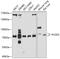 Procollagen-Lysine,2-Oxoglutarate 5-Dioxygenase 3 antibody, 13-712, ProSci, Western Blot image 