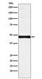 Interferon Regulatory Factor 9 antibody, M04485, Boster Biological Technology, Western Blot image 