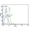 Janus Kinase 2 antibody, abx026181, Abbexa, Western Blot image 