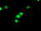Cyclin Dependent Kinase Inhibitor 3 antibody, M05157, Boster Biological Technology, Immunofluorescence image 