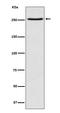 Mechanistic Target Of Rapamycin Kinase antibody, M00003, Boster Biological Technology, Western Blot image 