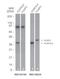 FOXP3 antibody, NBP2-24953, Novus Biologicals, Western Blot image 