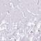 Caspase 14 antibody, HPA027062, Atlas Antibodies, Immunohistochemistry frozen image 